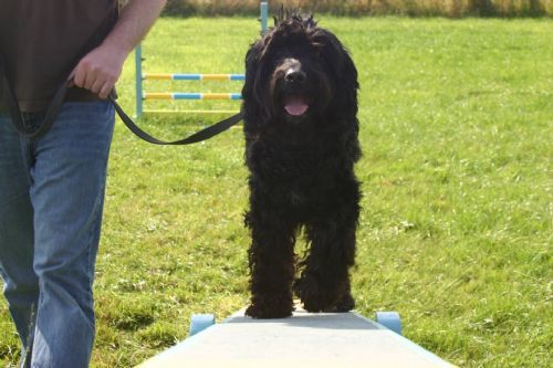 PMP K9 Training School - Dog Trainer in Friskney, Boston (UK)