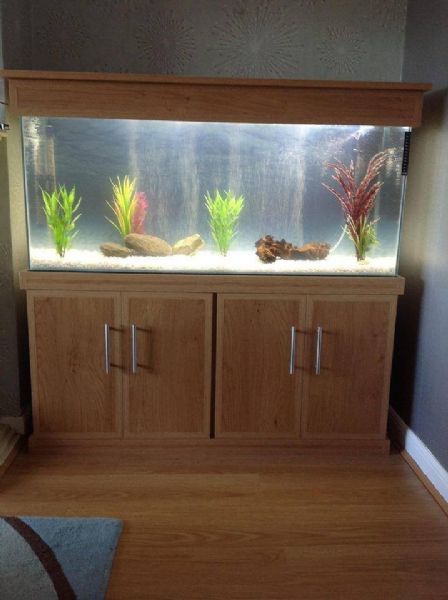 DC Aquariums - Aquarium Supplier in Bonnybridge (UK)