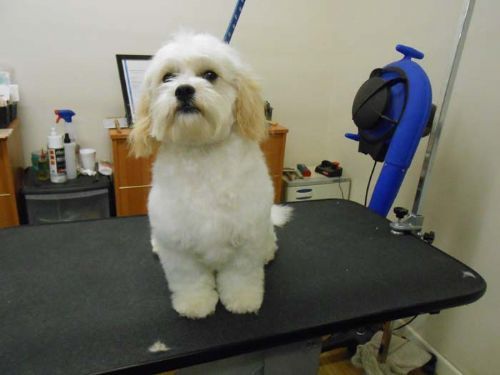 Top To Tail - Dog Grooming Company in Bexhill-on-sea (UK)