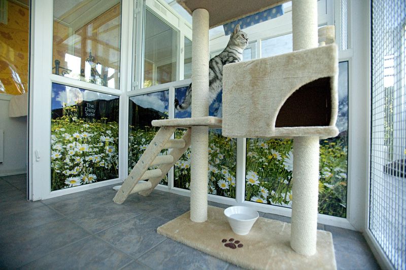 Longcroft Luxury Cat Hotel - Cattery in Winchmore Hill, Amersham (UK ...