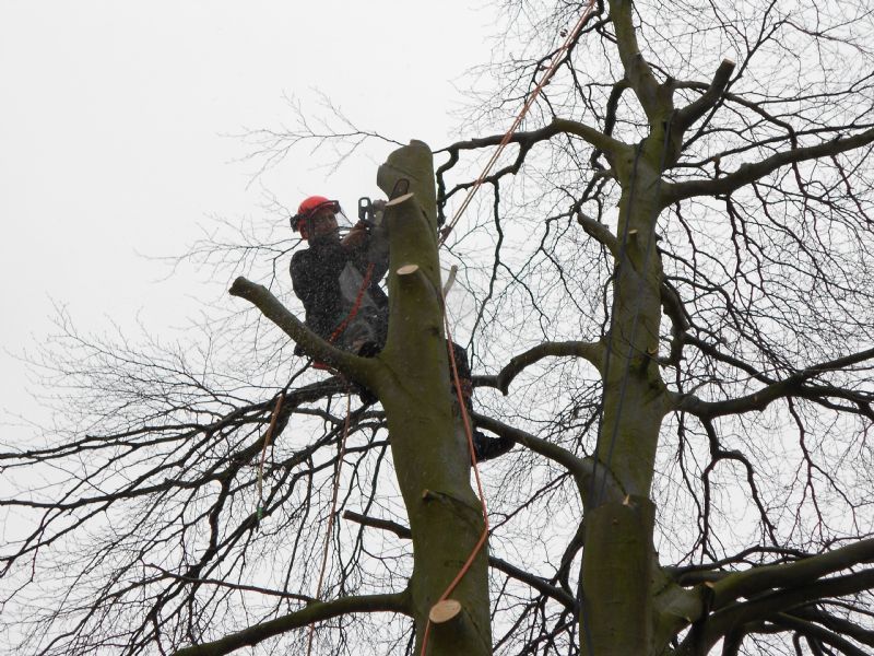 Bailey Tree Services - Tree Surgeon in Lichfield (UK)