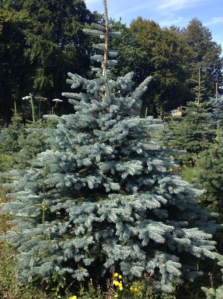 British Christmas Tree Company - Christmas Tree Farm in 