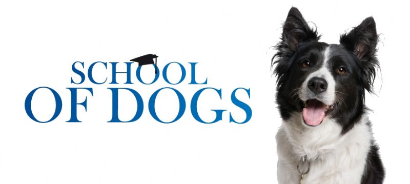 School of Dogs - Dog Trainer in South Moor, Stanley (UK)