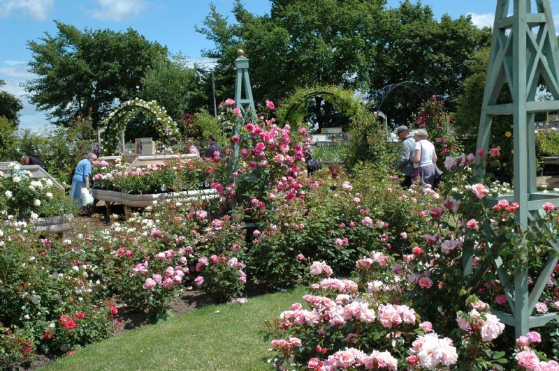 Peter Beales Garden Centre and Tea Room - Garden Centre in Attleborough ...