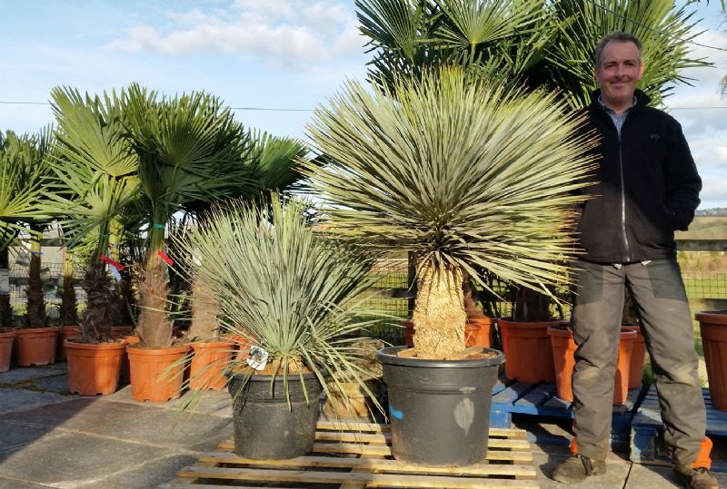 The Palm Tree Company - Garden Centre in Whalley, Clitheroe (UK)